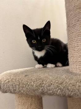 POP -  Domestic Short Hair Cat for Adoption in Kent, Washington - POP | PetCurious
