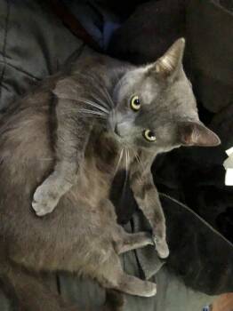 Chat Napa Petco -  Russian Blue Cat for Adoption in Napa, California - Chat Napa Petco | PetCurious