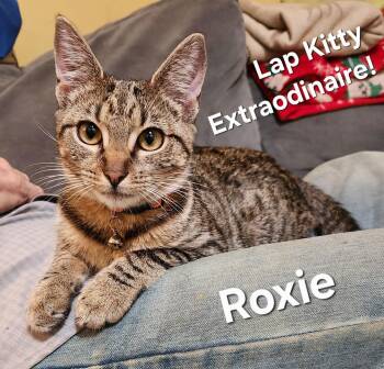 Domestic Short Hair Cats Available for Adoption - Roxie | PetCurious