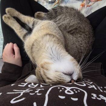 Gracie -  Domestic Short Hair Cat for Adoption in Oshkosh, Wisconsin - Gracie | PetCurious