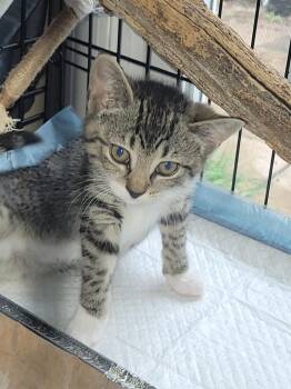 Gracie -  Domestic Short Hair Cat for Adoption in Bellmawr, New Jersey - Gracie | PetCurious