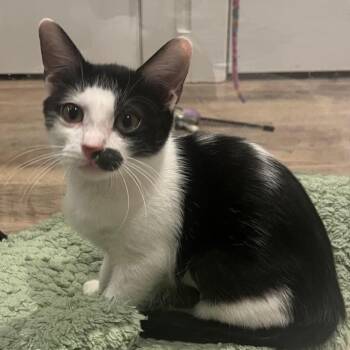 Cassie Plump -  Domestic Short Hair Cat for Adoption in Morrison, Colorado - Cassie Plump | PetCurious