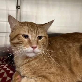 Sled Zeppelin -  Domestic Short Hair Cat for Adoption in La Grange, Kentucky - Sled Zeppelin | PetCurious