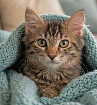 Marvin -  Domestic Long Hair and Tabby Cat for Adoption in Ocean Springs, Mississippi - Marvin | PetCurious