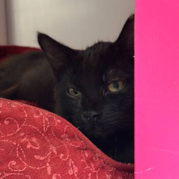 Rescue Domestic Medium Hair Cats for Adoption in Santa Fe, New Mexico - Azalea | PetCurious