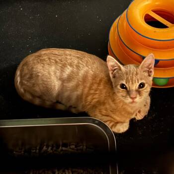 Roger -  Domestic Short Hair Cat for Adoption in Costa Mesa, California - Roger | PetCurious