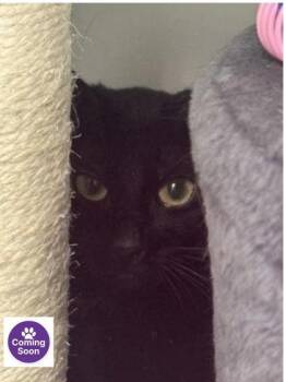 Domestic Short Hair Cats Available for Adoption - Boo | PetCurious