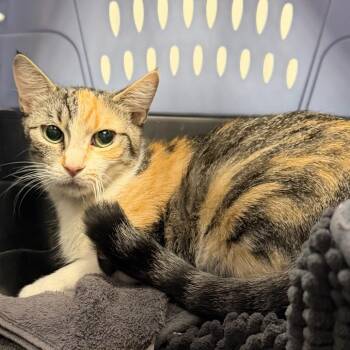 Prissy -  Domestic Short Hair Cat Available for Adoption in Midland, Texas - Prissy | PetCurious