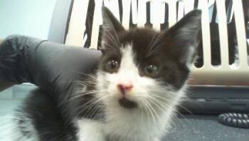 A1266459 -  Domestic Short Hair Cat for Adoption in Charlotte, North Carolina - A1266459 | PetCurious