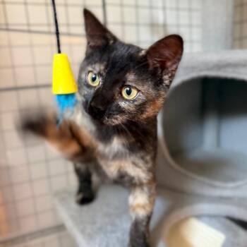 Ruthie -  Domestic Short Hair Cat for Adoption in Green Bay, Wisconsin - Ruthie | PetCurious