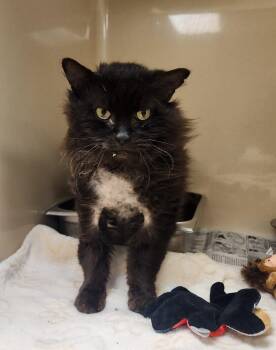 Domestic Long Hair Cats Available for Adoption in Clayton, New Jersey - Grizzly | PetCurious