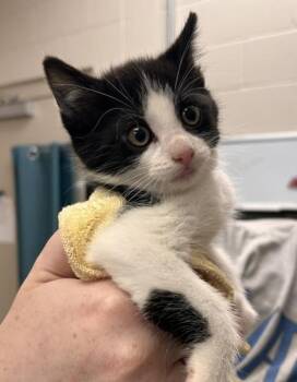 Domestic Short Hair Cats Available for Adoption in Fishers, Indiana - Mozzarella | PetCurious
