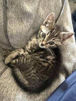 WORM -  Domestic Short Hair Cat for Adoption in Fort Walton Beach, Florida - WORM | PetCurious