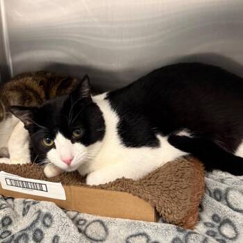 Domestic Short Hair Cats Available for Adoption in Spokane, Washington - Kimber | PetCurious
