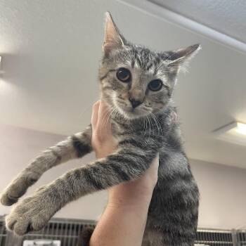 Huey -  Domestic Short Hair Cat for Adoption in Port Charlotte, Florida - Huey | PetCurious