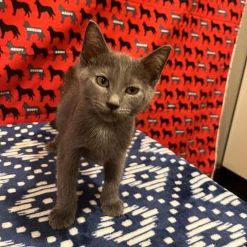 Gibbons -  Domestic Short Hair Cat for Adoption in Washburn, Missouri - Gibbons | PetCurious