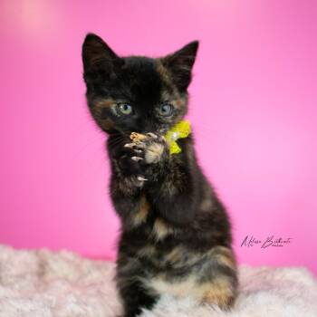 Polly -  Tortoiseshell Cat for Adoption in Calgary, Alberta - Polly | PetCurious
