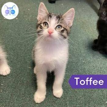 Rescue Domestic Short Hair Cats for Adoption in Penfield, New York - Toffee | PetCurious