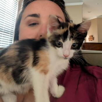 Domestic Short Hair Cats Available for Adoption in Jarrettsville, Maryland - Daffodil | PetCurious