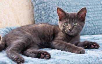 Calamity Jane -  Russian Blue and Domestic Short Hair Cat for Adoption in Knoxville, Tennessee - Calamity Jane | PetCurious