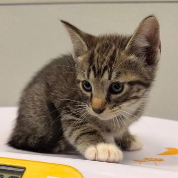 Domestic Short Hair Cats Available for Adoption in Tampa, Florida - Twinkie | PetCurious