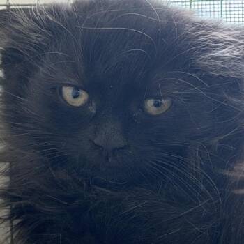 Buttons -  Domestic Medium Hair Cat for Adoption in Quakertown, Pennsylvania - Buttons | PetCurious