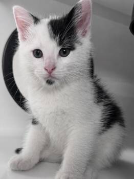 Goatee -  Domestic Short Hair Cat for Adoption in Saint Paul, Minnesota - Goatee | PetCurious