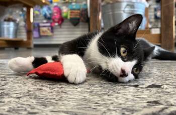 Rescue Domestic Short Hair Cats for Adoption in Red Wing, Minnesota - Simon | PetCurious