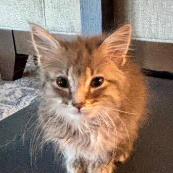 Macaron -  Domestic Long Hair Cat for Adoption in Fayetteville, Georgia - Macaron | PetCurious