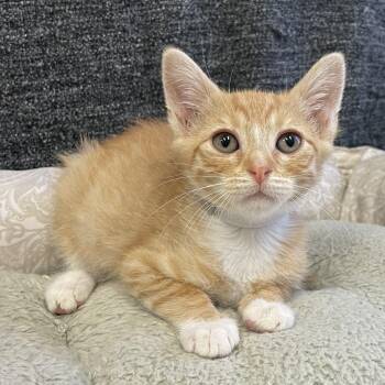 Mambo -  Domestic Short Hair Cat for Adoption in Long Beach, California - Mambo | PetCurious