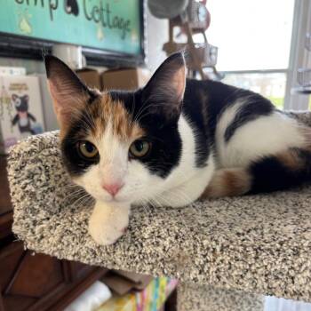 Domestic Short Hair Cats Available for Adoption - Purdy | PetCurious