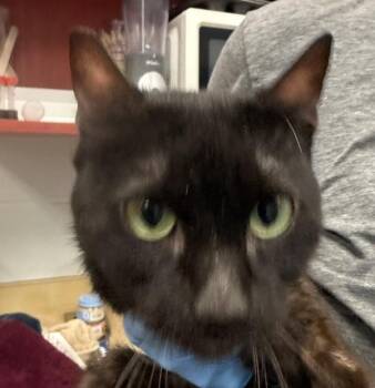 Urna -  Domestic Short Hair Cat for Adoption in Golden, Colorado - Urna | PetCurious