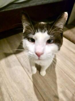 MeiSu (Aka Taunus) -  Snowshoe and Siamese Cat for Adoption in Chicago, Illinois - MeiSu (Aka Taunus) | PetCurious