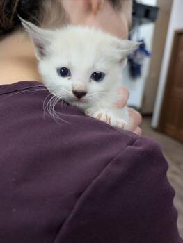 Kalabar -  Domestic Short Hair Cat for Adoption in Cottonwood, Minnesota - Kalabar | PetCurious