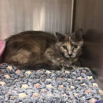 Taimi -  Domestic Long Hair Cat for Adoption in Las Vegas, Nevada - Taimi | PetCurious