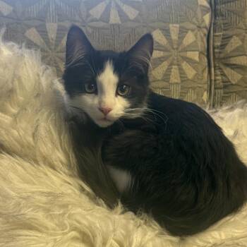 Puck 22519 Vacation Foster Neeeded 8/29-9/16 -  Domestic Short Hair Cat for Adoption in Minneapolis, Minnesota - Puck 22519 Vacation Foster Neeeded 8/29-9/16 | PetCurious