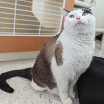 Fern -  Ragdoll and Domestic Short Hair Cat for Adoption in Marysville, Ohio - Fern | PetCurious