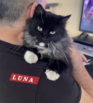 Domestic Long Hair Cats Available for Adoption - Luna | PetCurious