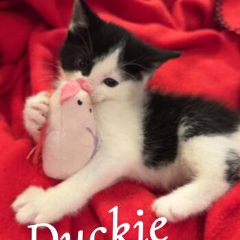 American Shorthair Cats Available for Adoption - Duckie | PetCurious
