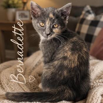 Bernadette -  Domestic Short Hair Cat for Adoption in Inman, South Carolina - Bernadette | PetCurious