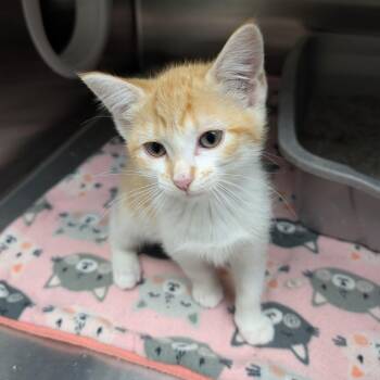 Cichlid -  Domestic Short Hair Cat for Adoption in Detroit Lakes, Minnesota - Cichlid | PetCurious