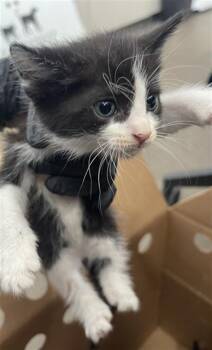 TESS -  Domestic Short Hair Cat for Adoption in Dallas, Texas - TESS | PetCurious