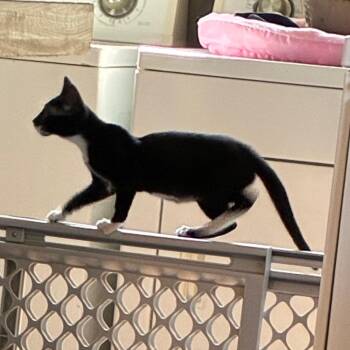 Gidget -  Domestic Short Hair Cat for Adoption in Durham, North Carolina - Gidget | PetCurious