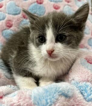 Galadriel Of The Shire -  Domestic Short Hair Cat Available for Adoption in Chandler, Arizona - Galadriel Of The Shire | PetCurious