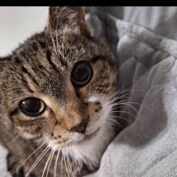 Sox -  American Shorthair Cat for Adoption in Mount Vernon, Arkansas - Sox | PetCurious