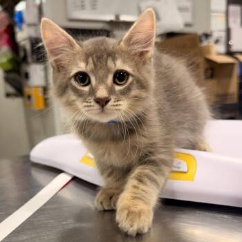Dil -  Domestic Short Hair Cat for Adoption in Tampa, Florida - Dil | PetCurious