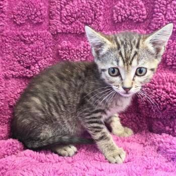 Banana Pudding -  Domestic Short Hair Cat for Adoption in Mt. Juliet, Tennessee - Banana Pudding | PetCurious