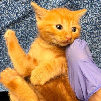 Sopapilla -  Domestic Short Hair Cat for Adoption in Clarksville, Arkansas - Sopapilla | PetCurious
