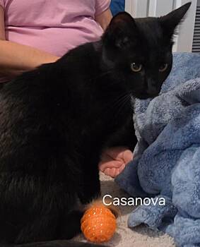Domestic Short Hair Cats Available for Adoption in Oviedo, Florida - Casanova | PetCurious