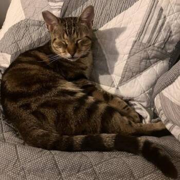 Leo -  Bengal and Domestic Short Hair Cat for Adoption in Ringtown, Pennsylvania - Leo | PetCurious